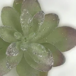 Pick & Berries></noscript>Christmas World Cactus Succulent Clip Green/Silver Sml