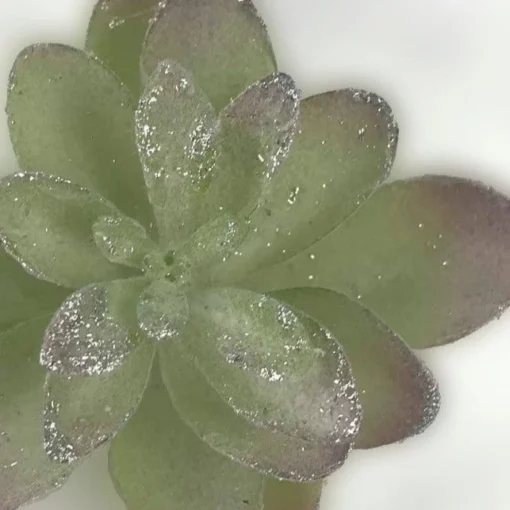 Pick & Berries>Christmas World Cactus Succulent Clip Green/Silver Sml