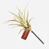 Pick & Berries>Christmas World Cactus Succulent Spiky Pick Gold
